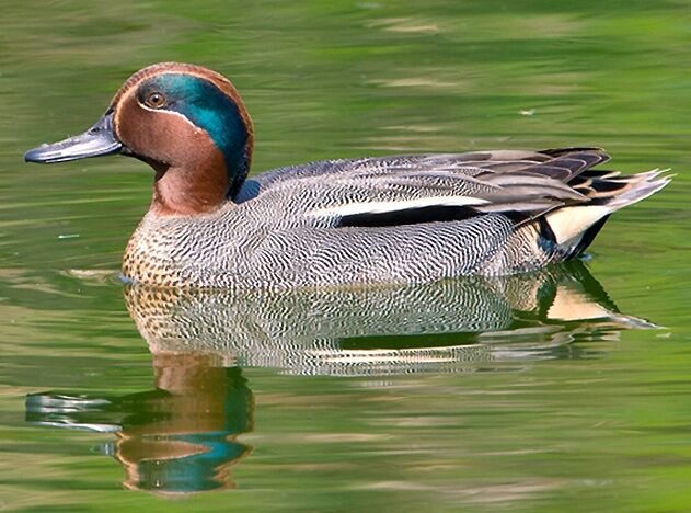 Texas teal hunters can expect an exceptional season